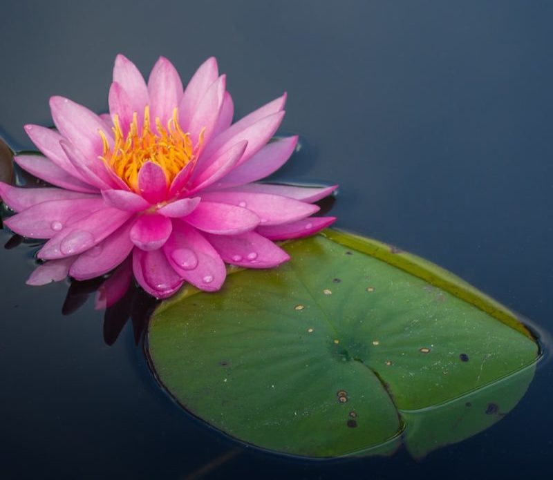 pink lotus flower on body of water